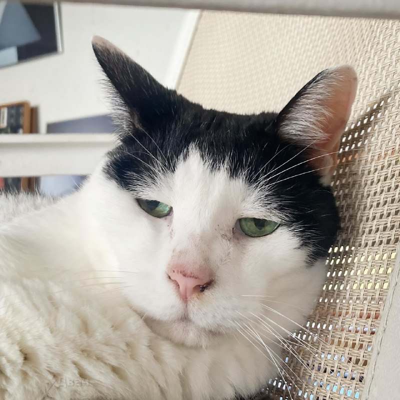 В Японии живёт самый грустный котяра в мире — его зовут Панчо, и ему уже 17 лет