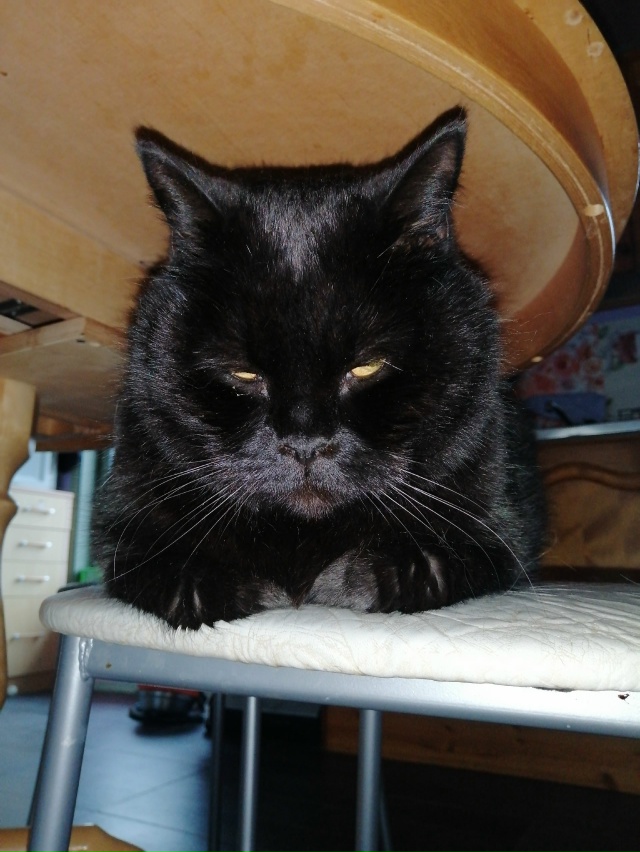 Мои любимые ребятушки!
Бесподобные котики и собачки!
?...