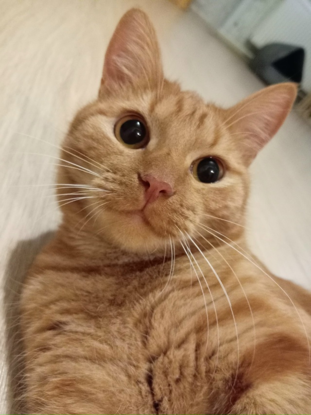 😺Приветик от Рыжули 😺