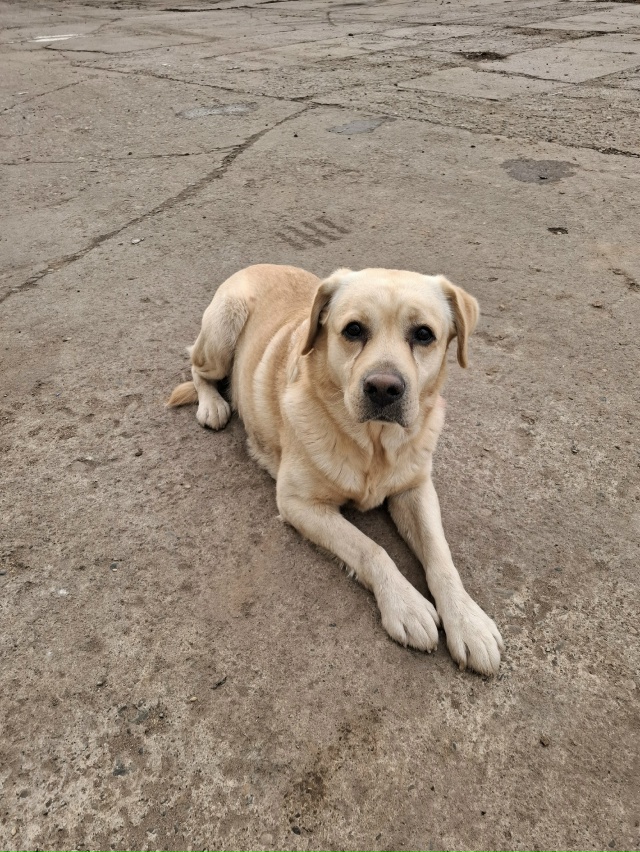 Найден пес, породы лабрадор, видно что домашний. Находи...