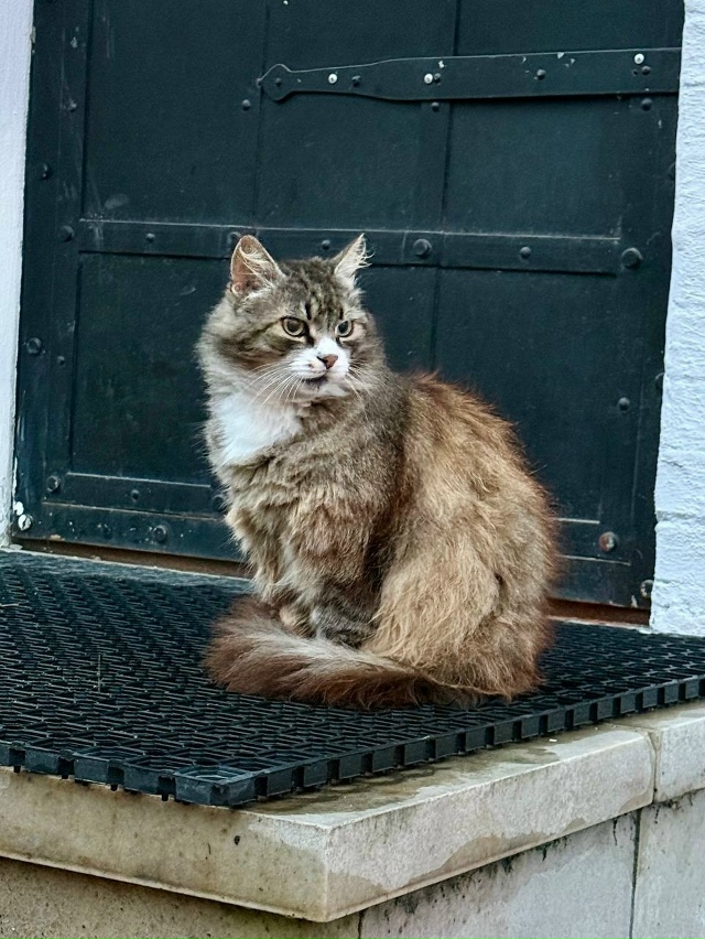 Территoрия Андрoникoва мoнастыря и егo жители 😊