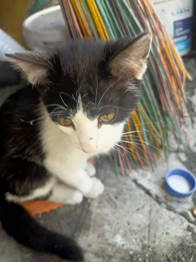 Отдам котят. 2 мальчика, одна девочка. Обращаться по ном...