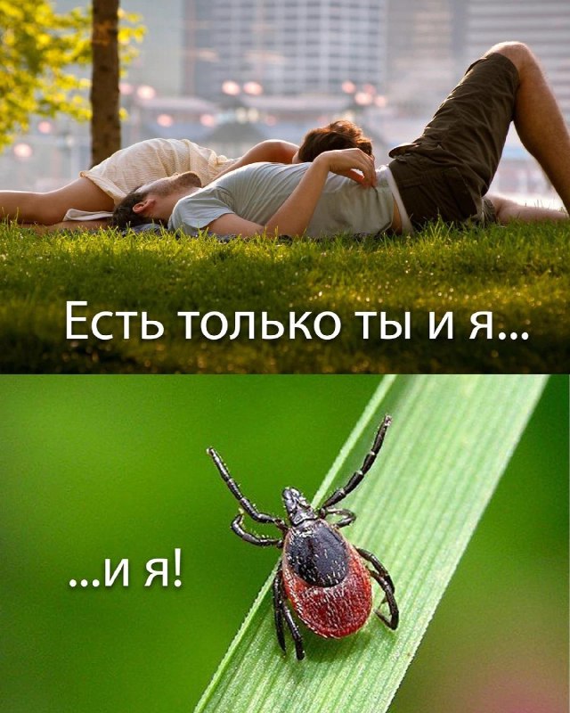 В России растёт число случаев риккетсиоза — опасной инфекции, которую переносят клещи.
Болезнь соп