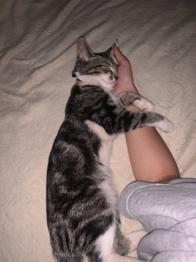 добрый день, потерялась кошка, 5 месяцев, оранжевым оше?...