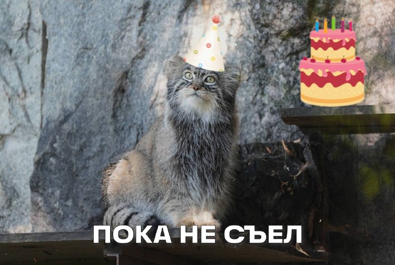 Наш любимец сегодня празднует День рождения — манулу Тимофею из Московского зоопарка исполнилось 6 л