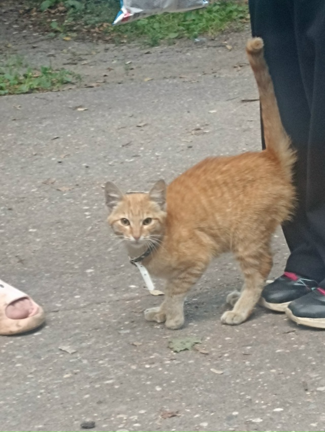 Рыжий котёнок-потеряшка в ошейникегуляет по двору дом?...