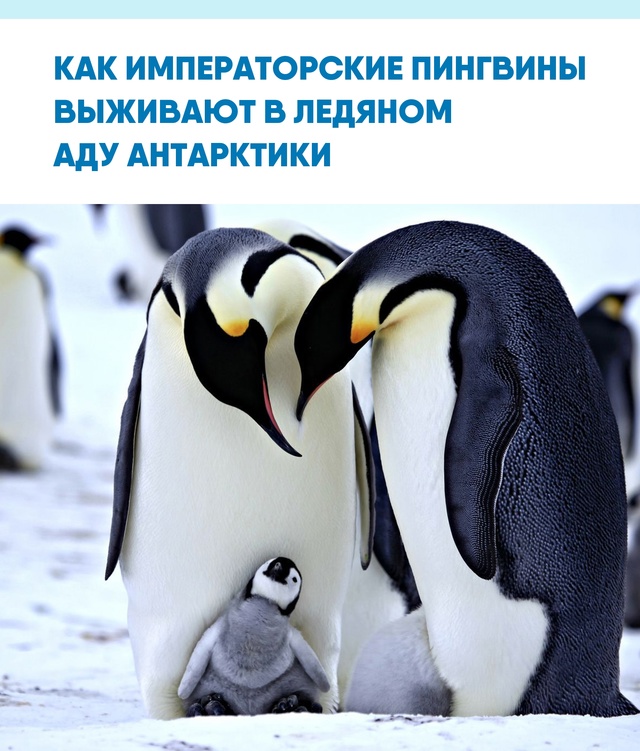 Массовое сотрудничество порой спасает сильнее суперс?...