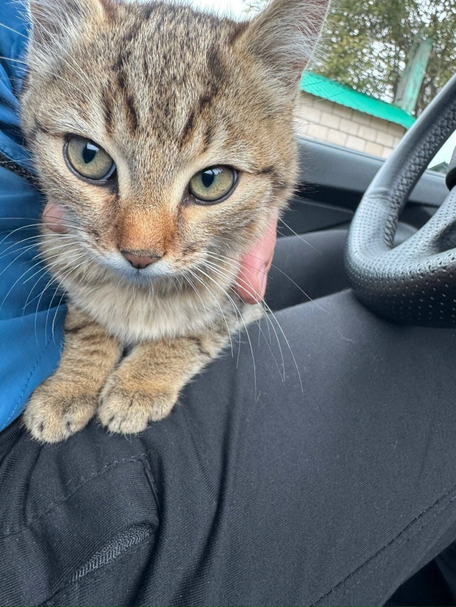 Котята родились в июле.😉 Красивые здоровенькие. Кормл...