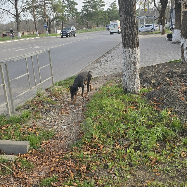 Чей доберман бегает в районе восхода с ошейником. Худо?...