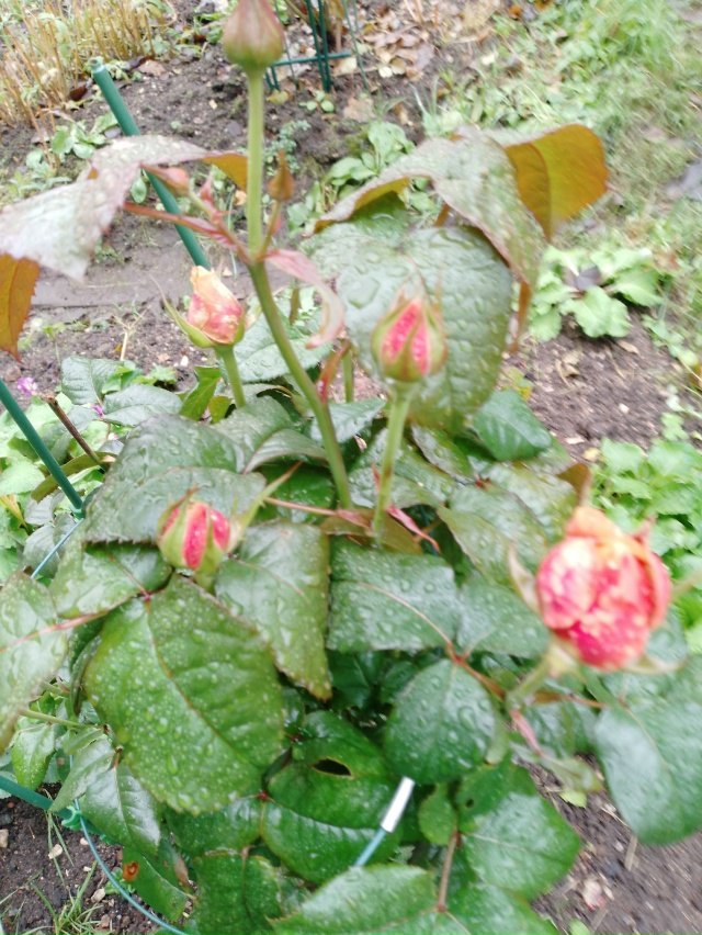 Последние цветы этого сезона