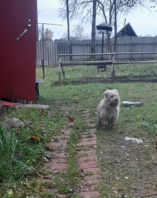 Чей пёсик ?
Каждый день забегает к нам на участок .
Съед?...