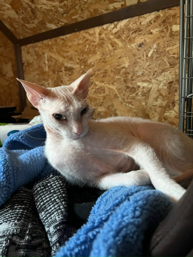 Это Кокос, Донской сфинкс браш. 5 лет с этим чудом, как о?...