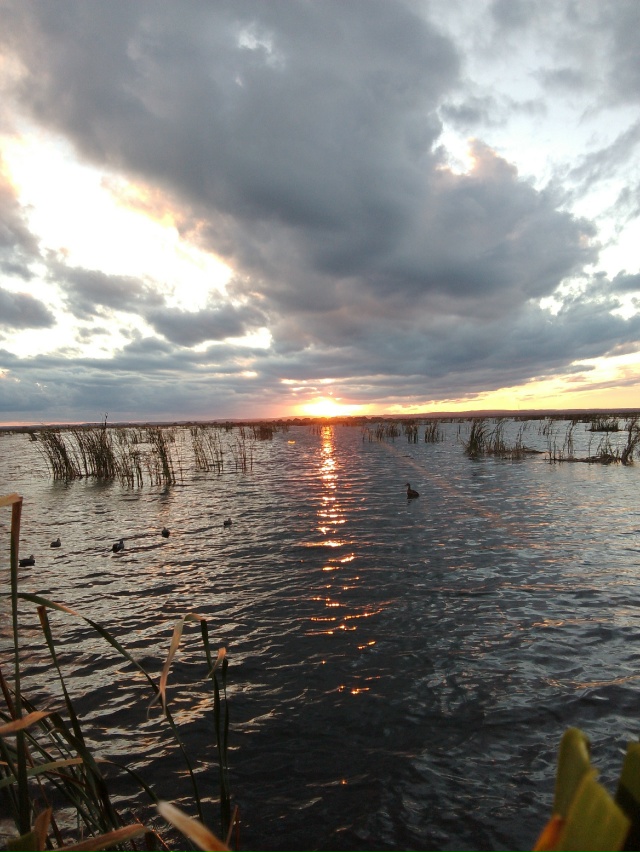 Продам подсадных уток селезней в подарок