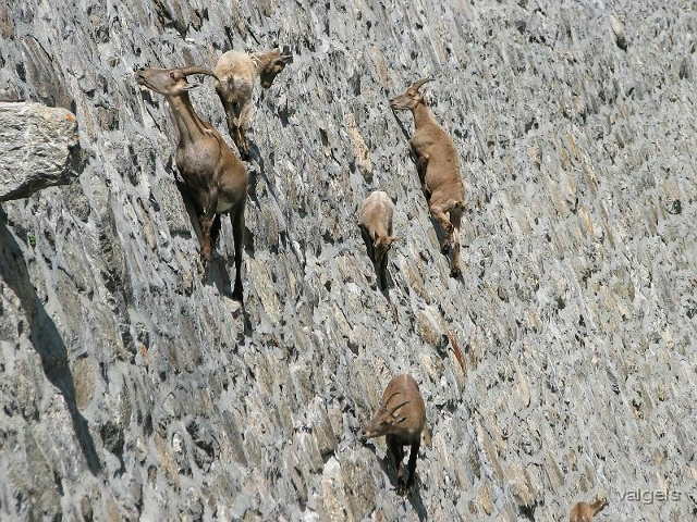 Гoрные козлы не знают, что такое гравитация! Они настол?...