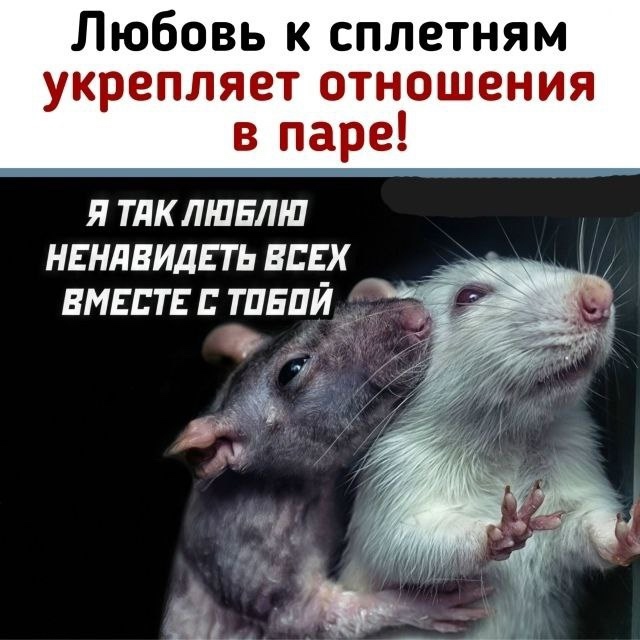 🐀 Любовь к сплетням спасает отношения.
Учёные доказа...