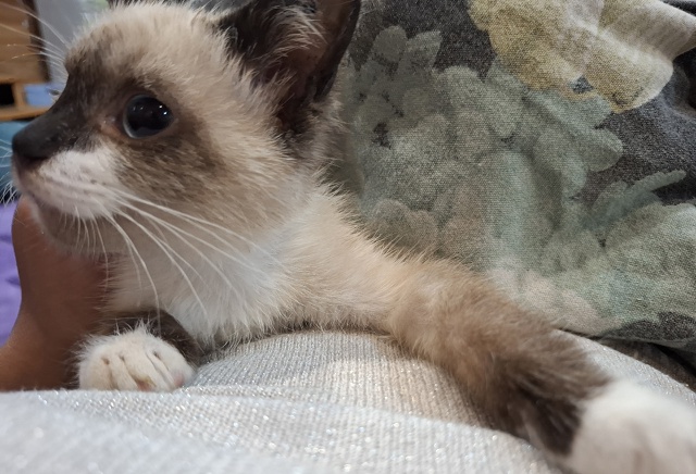 Кошечка ,месяца 2,5 мес,по каким-то причинам ,без одного ?...
