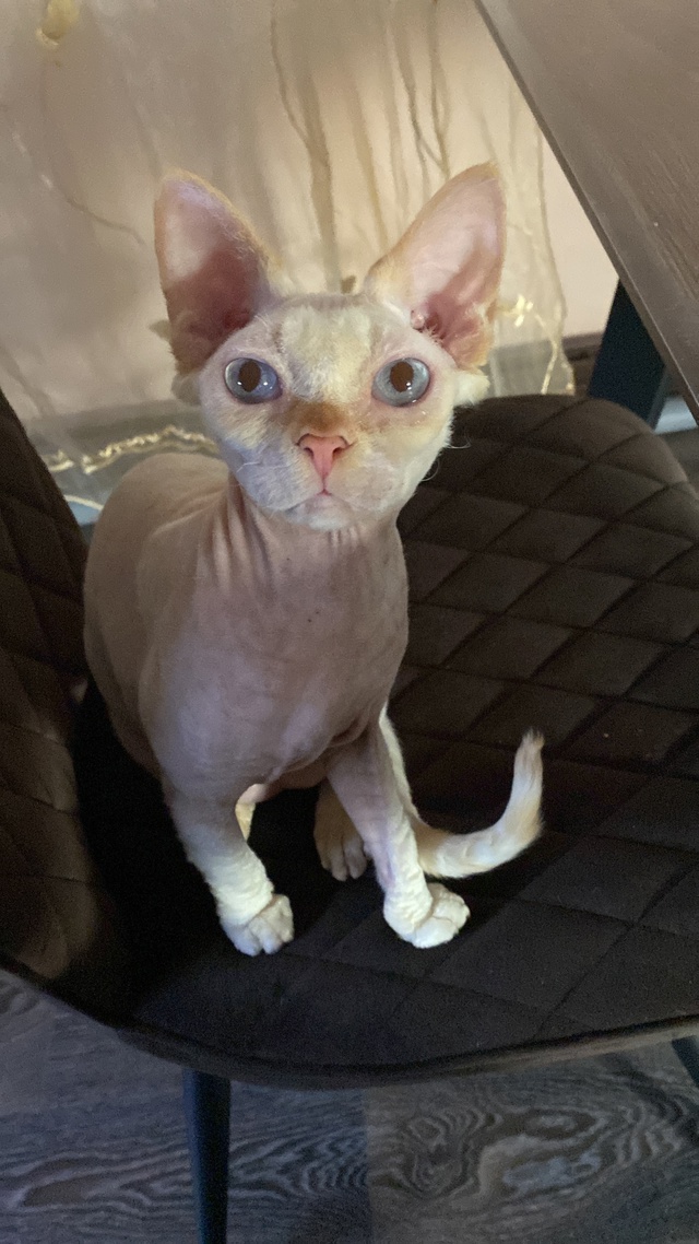 Наглый кот Хантелеймон?