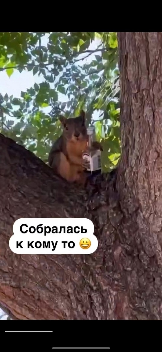 А вот и белочка пришла, а вы не верили!