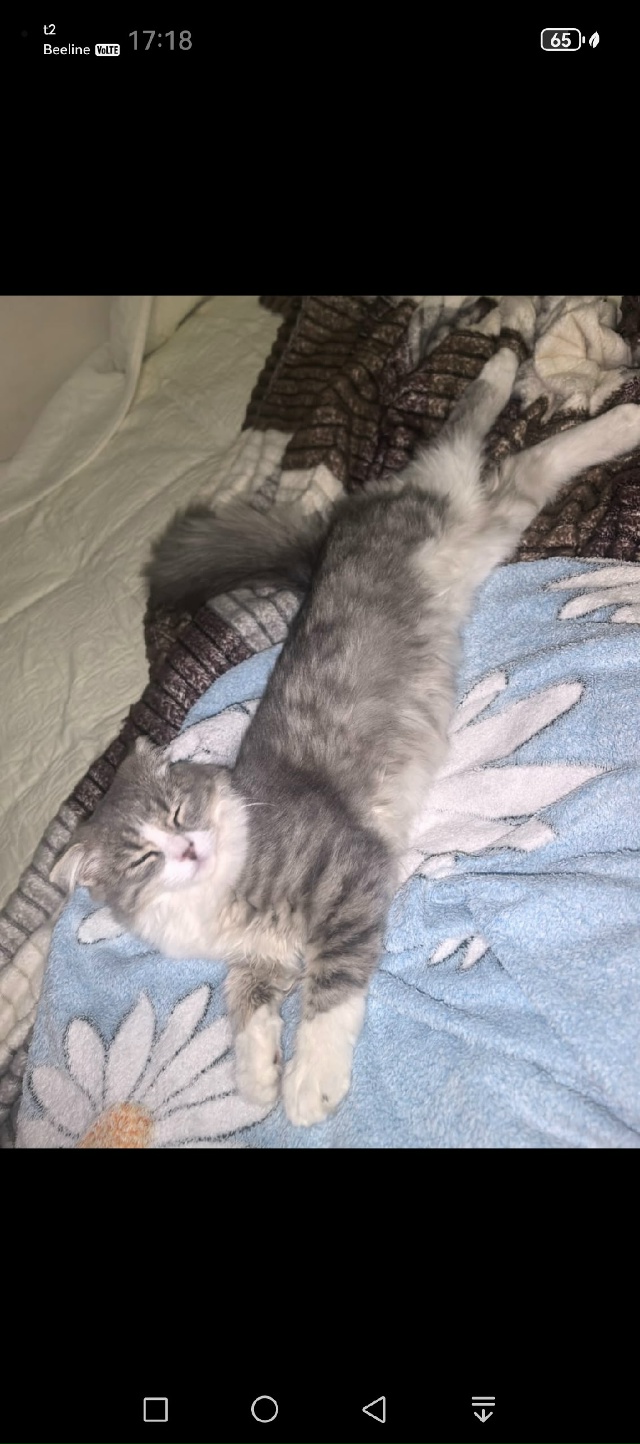 Потерялся котенок . Приблизительно 5 дня назад . В район...