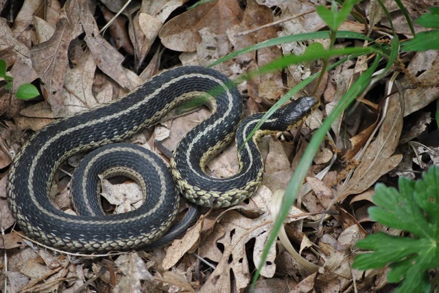 Змеи в Подмосковье все еще не впали в спячку из-за аном?...