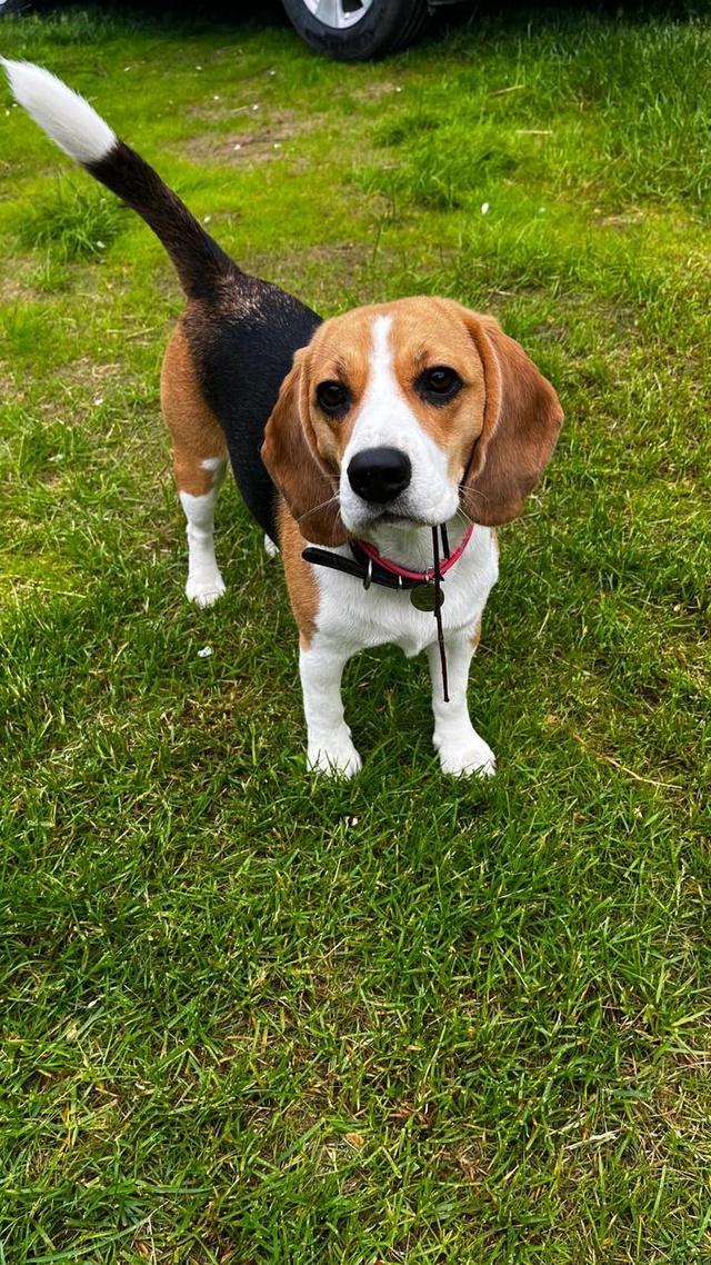 ❗️Пропала собака❗️
Есть информация, что ее увезли из...