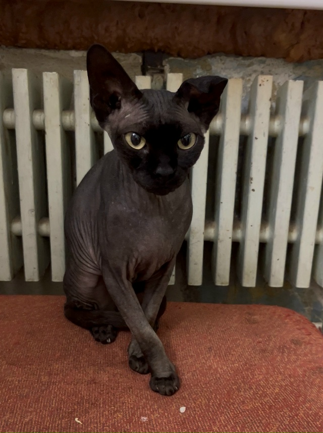 Найдена кошка сфинкс в Коломенском г.о., деревня Семено...