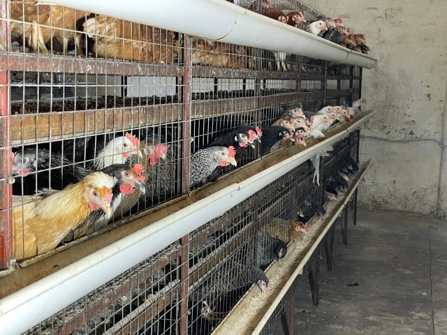 Мглинская птицефабрика !!!
29 октября в среду, с 10:00-11:30.
???...