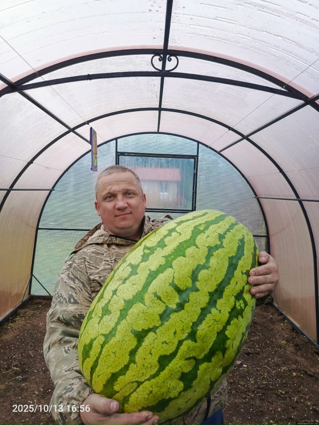 Арбузище весом 37 килограммов вырастила жительница Пус...