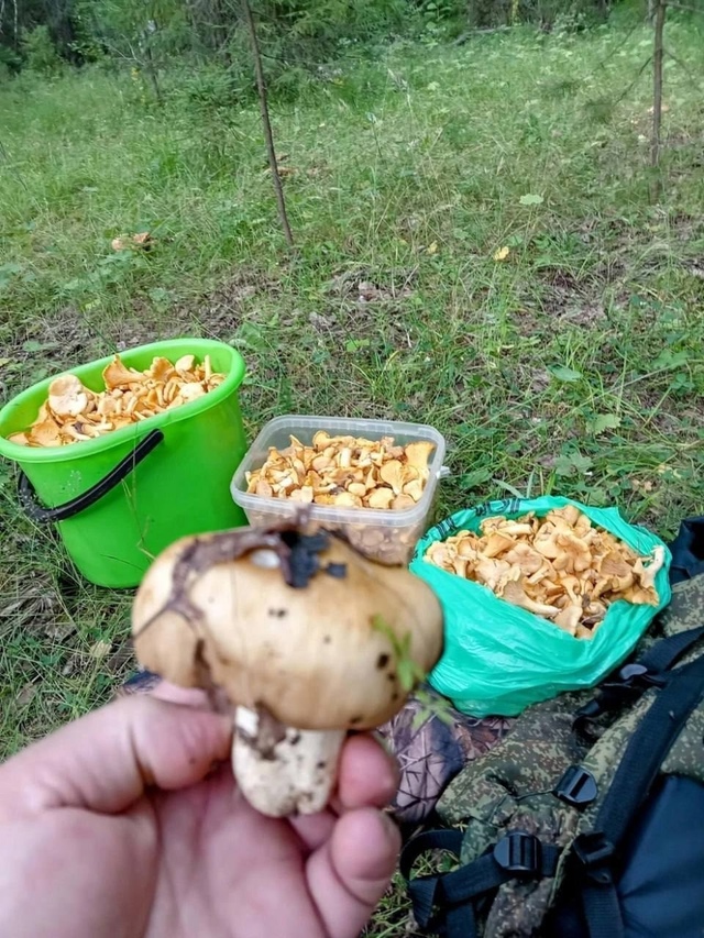 На Урале начался грибной сезон
Сообщается, что в район...