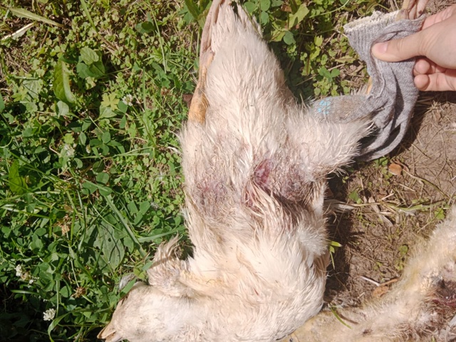 Ну кто там пел про то, что дикая стая собак в Горетово э?...