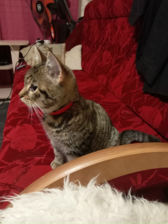 В подъезде дома Железнодорожная 22 сидел котёнок девоч?...