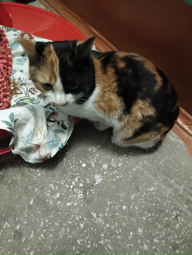 Никто не потерял красавицу? Сидит в 22 доме 6 подьезд