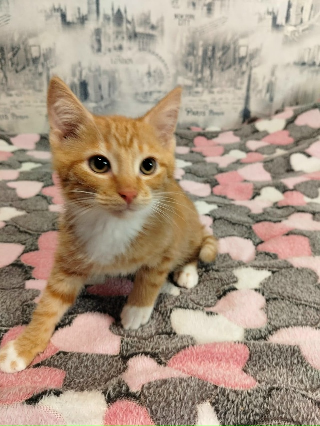 Лен., обл., г.Кировск
Ищем дом котятам, двум сестричкам и...