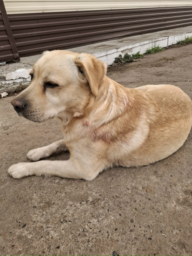 Найден пес, породы лабрадор, видно что домашний. Находи...