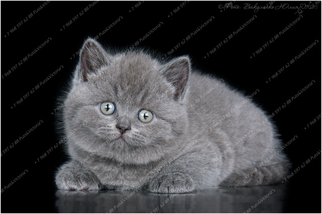 Как вам наши девочки? ?