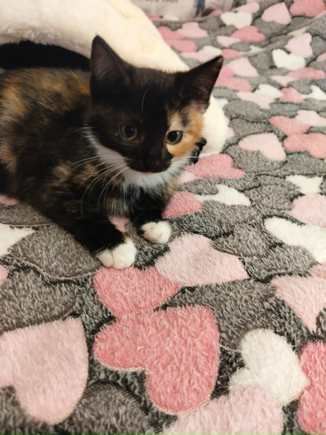 Лен., обл., г.Кировск
Ищем дом котятам, двум сестричкам и...