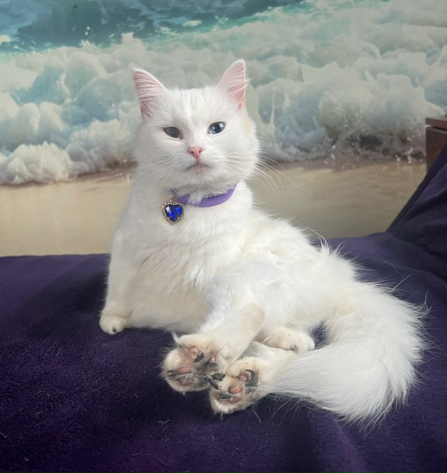 Королева Бэлла может себе позволить и грязные лапки, и ...