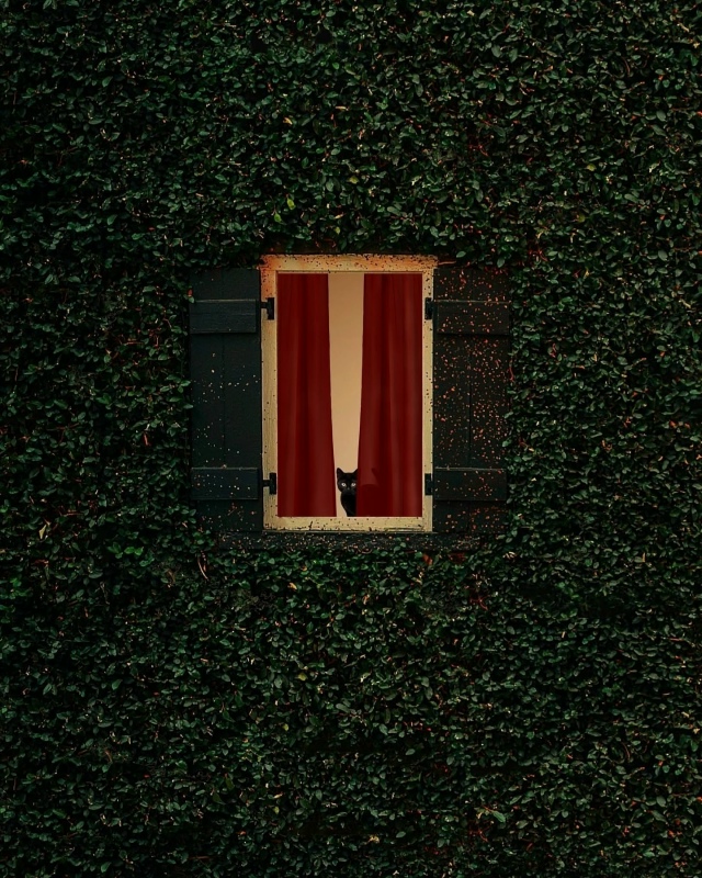 Минимализм и котики.
Ну идеально ❤