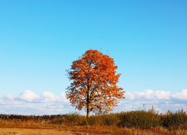 Осенний Петергоф. Фото: Анастасия Смирнова.