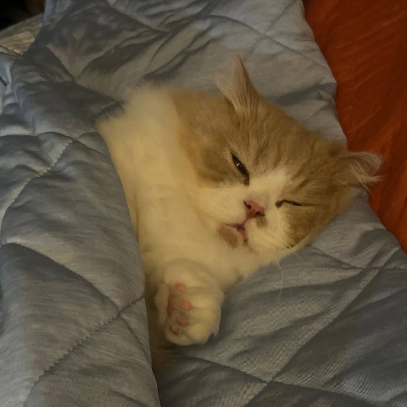 Укрываемся одеялком и споть :3