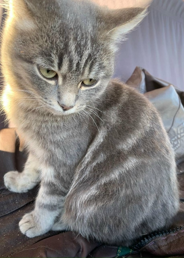 Котята в добрые руки , две девочки, мама шотландка висл...