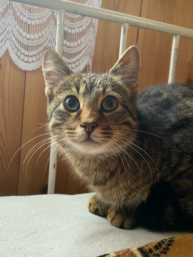 Добрый день ,в деревне яндеба прибилась кошечка ,скор?...