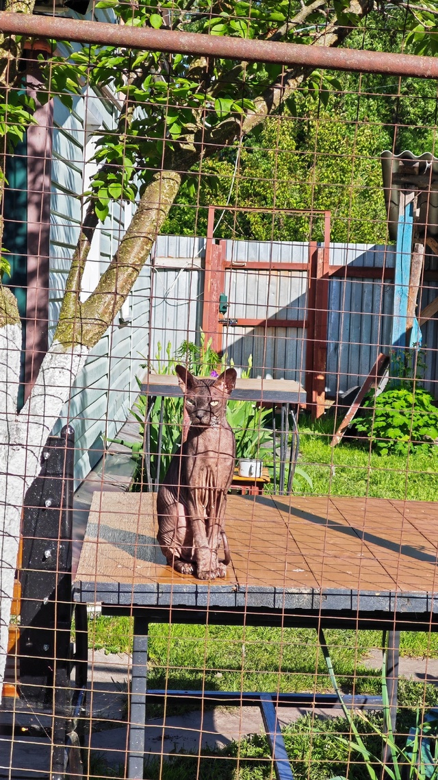 Люша наслаждается тёплой погодой🐈‍⬛🌞