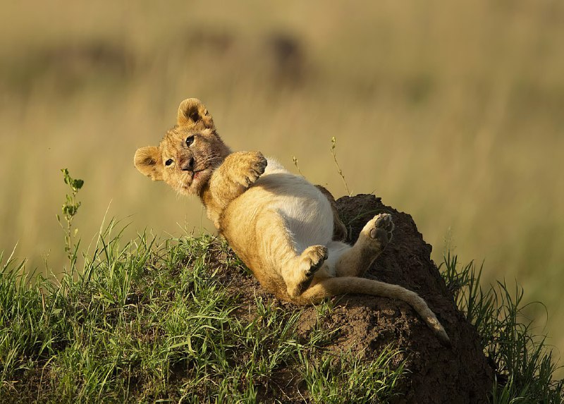 Турецкий фотограф заснял в Африке львёнка, который так сильно объелся, что не мог пошевелиться и про