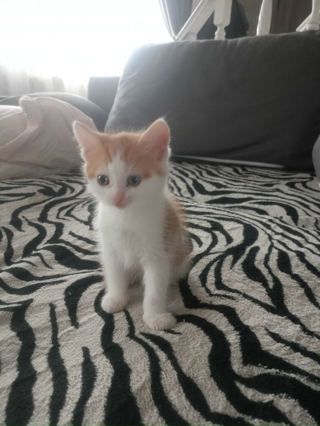 Котёнок 2 месяца, мальчик-кот, бодрый и здоровый, ест вс?...