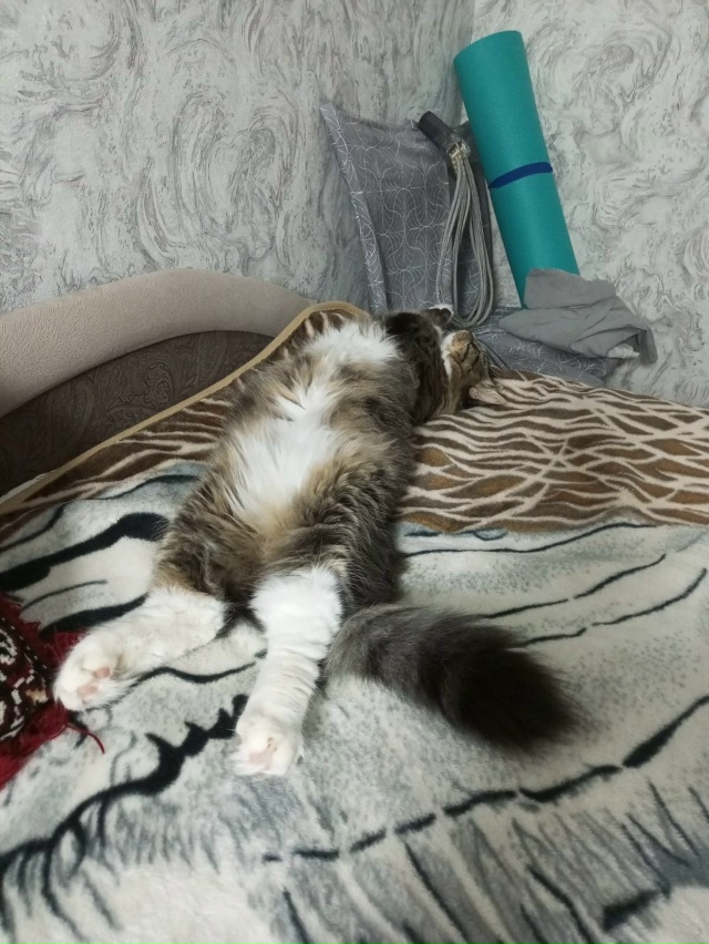 Мы недовольные,Нас, разбудили!Кот Семён