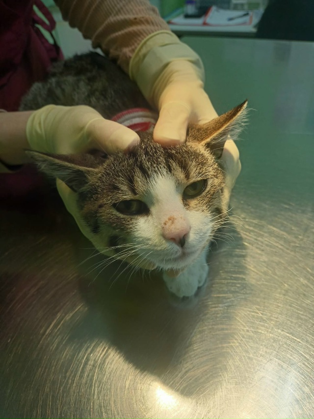 Кировск!
⠀
У него всего три лапки, и он очень нуждается ...