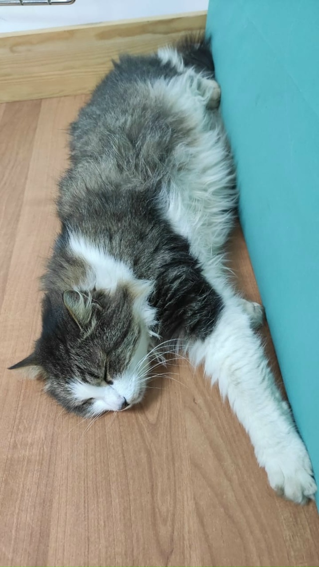 Может кто то ищет свою кошку. Находится в районе ЦРБ.