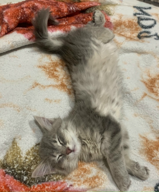 Потерялась кошка на улице Гогиберидзе, 6 месяцев, окрас...