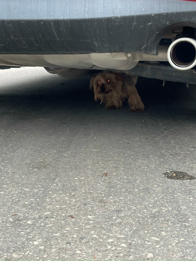 Найден Йорк в Евпатории в районе Дельфинария. Девочка. ...